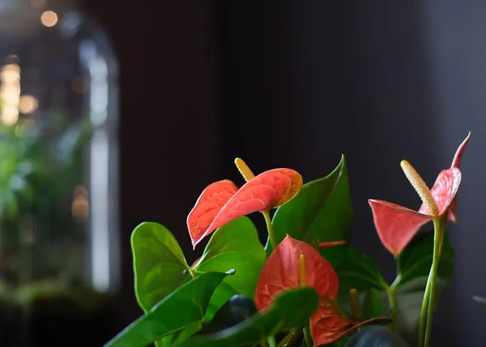 アパート Maison Tillot